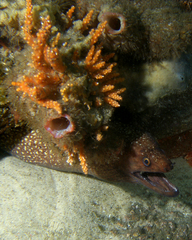 Gymnothorax prionodon