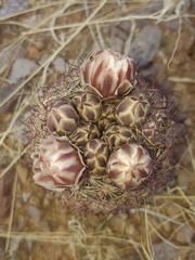 Echinomastus intertextus