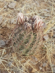 Echinomastus intertextus