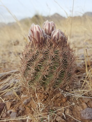 Echinomastus intertextus