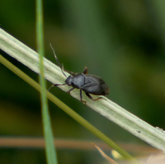 Capsus