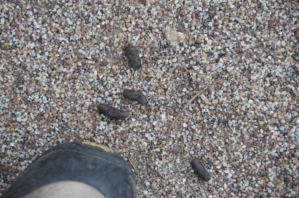 Eastern Barred Bandicoot in July 2021 by warrencameron. bit of a