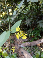 Stigmaphyllon ellipticum