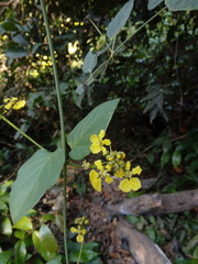 Stigmaphyllon ellipticum