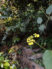 Stigmaphyllon ellipticum