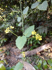 Stigmaphyllon ellipticum