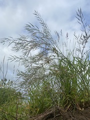 Sporobolus anglicus