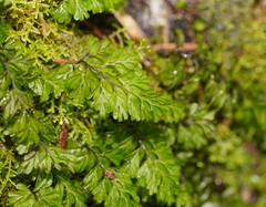 Hymenophyllum cupressiforme