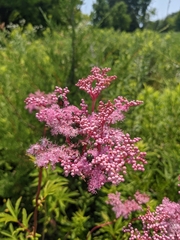 Filipendula rubra