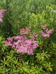 Filipendula rubra