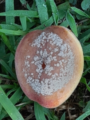 Monilinia fructicola