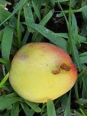 Monilinia fructicola