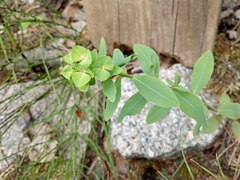 Euphorbia borodinii