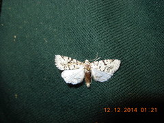 Bryolymnia viridata