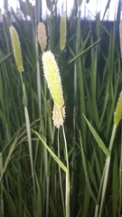 Poaceae