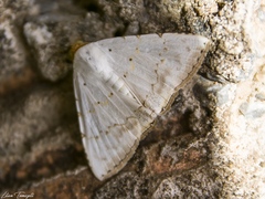 Eulepidotis alabastraria