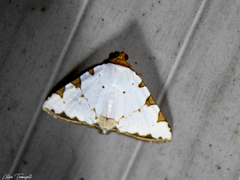 Eulepidotis testaceiceps