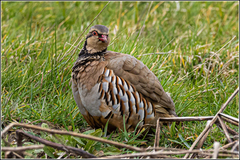 Red-Legged Partridge photo 6