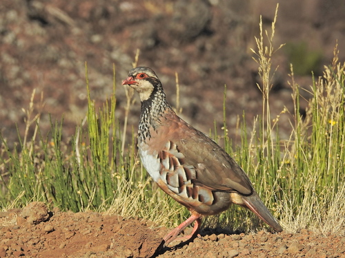 Red-legged Partridge