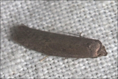 Artiastis stenopolia