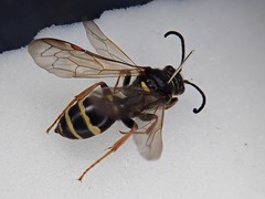 Argogorytes mystaceus