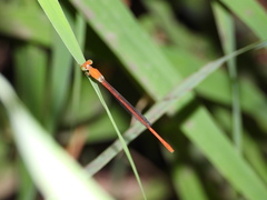 Ceriagrion nipponicum