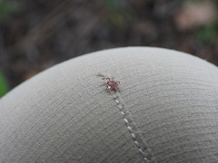 Haemaphysalis longicornis