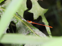 Ceriagrion nipponicum