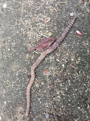 Oligochaeta
