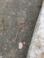 Oligochaeta