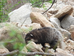 Arctonyx albogularis