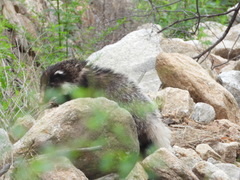 Arctonyx albogularis