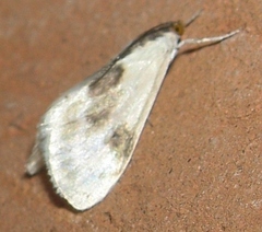 Cliniodes ostreonalis