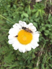 Tenthredo algoviensis