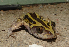 Kassina senegalensis