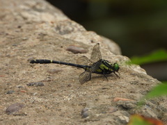 Anisogomphus maacki