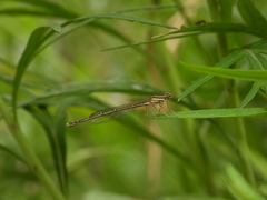Platycnemis phyllopoda