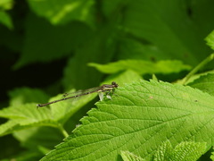 Platycnemis phyllopoda