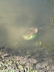 Ondatra zibethicus