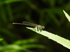 Platycnemis phyllopoda
