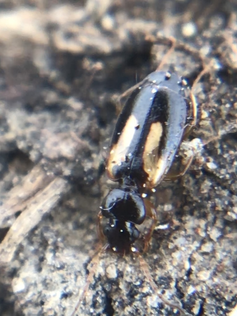 Axinopalpus