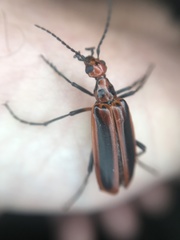 Pyrota tenuicostatis