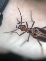 Pyrota tenuicostatis