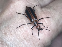 Pyrota tenuicostatis