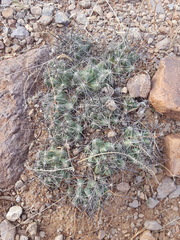 Coryphantha macromeris macromeris