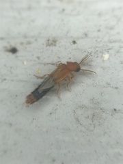 Distremocephalus texanus