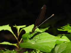 Matrona basilaris