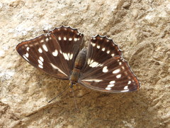 Mimathyma nycteis