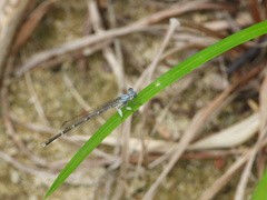 Platycnemis foliacea