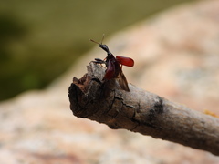 Paracycnotrachelus chinensis